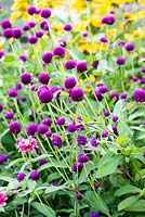 Gomphrena Ping Pong Purple