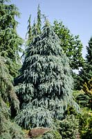 Picea engelmannii Bush's Lace