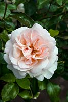 Rosa Lady Guinevere