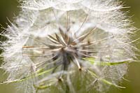 Tragopogon pratensis subsp. pratensis