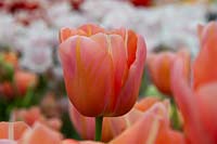 Tulipa Montelimar