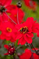 Bee on Dahlia flower
