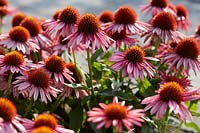 Echinacea MooodzÂ® Satisfy