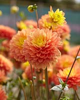 Dahlia Time Changer