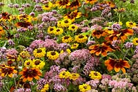 Mixed perennials, Sedum Carl