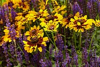 Salvia nemorosa, Rudbeckia Giggling SmileyZ â„¢