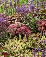 Mixed perennials, Sedum Class Act