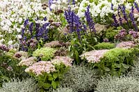 Mixed perennials, Sedum Brilliant