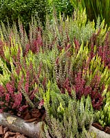 Calluna vulgaris Beauty Ladies mix