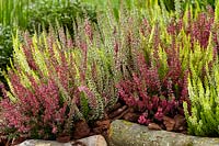 Calluna vulgaris Beauty Ladies mix