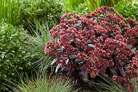 Sedum Touchdown Teak