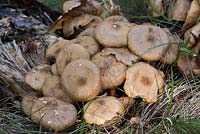 Lyophyllum decastes, fried chicken mushroom