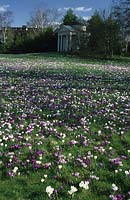 Kew Gardens Surrey Massed Durch crocuses planted in lawns