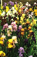 Kelways Nurseries Iris germanica hybrids