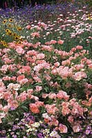 RHS Wisley Surrey Clarkia Sybil Sherwood