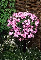 Busy Lizzies Impatiens raise hanging basket pole