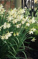 Daffodil Narcissus Thalia