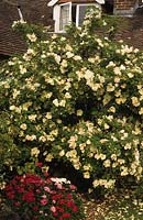 private garden Sussex Rose Rosa Nevada