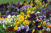 pansy Viola x wittrockiana Universal Series winter spring flowering annuals