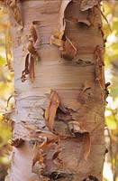 Birch Betula papyrifera in autumn