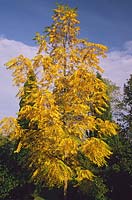 Juglans regia Common Walnut in autumn