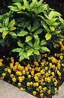 Aucuba japonica 'Crotonifolia'. Yellow pansies