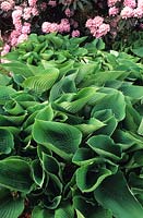 Hosta sieboldiana