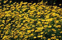 Buphthalmum salicifolium Dora