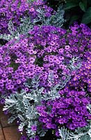 Brachyscombe Cineraria Silver Dust