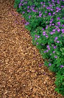 wood chip path Geranium sylvaticum Mayflower