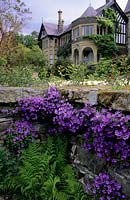 Bodnant North Wales Rose terrace with Campanula poscharskyana growing in stone cracks and crevices