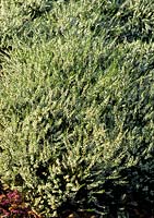 ling Scot s Heather Calluna vulgaris Alba Plena