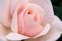 pink rose Rosa Souvenir de St Anne s
