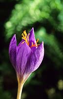 Crocus speciosus Conqueror