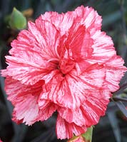 old fashioned pink Dianthus Dawlish Joy