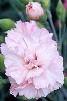 old fashioned pink Dianthus White Joy