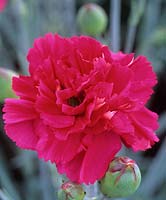 old fashioned pink Dianthus Rose Joy