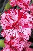 old fashioned pink Dianthus Zoe s Choice