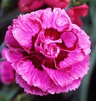 old fashioned pink Dianthus Cyril s Choice