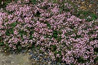 Thyme Thymus Pink Chintz growing in cracks in pavement