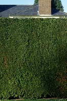 Leylandii hedge