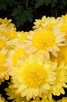 Chrysanthemum Deane Joy