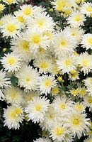 Chrysanthemum White Gloss