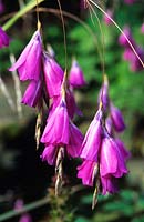 Dierama pulcherrimum Angels fishing rod