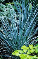 Elymus magellanicus blue wheat grass