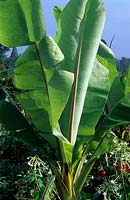 Ensete ventricosum