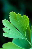 Ginkgo biloba