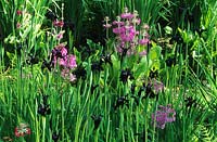 RHS Wisley Surrey woodleand garden Iris chrysographes Black Knight
