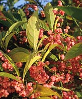 Euonymus hamiltonianus subsp sieboldianus Red Elf