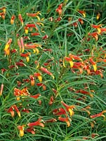 Lobelia laxiflora var angustifolia